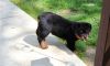 have 8 Pedigree Rottweiler puppies for sale, 2 bitches left We are loo