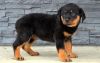 very alert, and she shows rottweiler