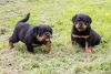 Stunning Rottweiler Puppies