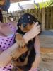 Kc Rottweiler Pup available