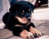 Top Quality Rottweiler Puppies