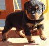 Perfect German Rottweiler Puppies For Sale