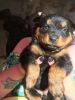Stunning Puppies Due Any Day Now (reservations)