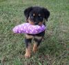 Well socialized Rottweiler Puppies