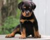 Top Family Raised Rottweiler Puppies