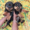 ROTTWEILER PUPPY FOR SALE