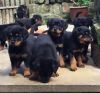 Take A Look At Our Beautiful Rottweiler Pups