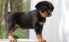 Well Socialized AKC Rottweiler Puppies
