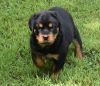 Purebred German Rottweiler puppies for pet lovers.