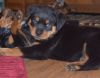 AKC Imported German Rottweiler Puppies- (xxx) xxx-xxx3