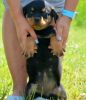 Well Socialized Rottweiler Puppies