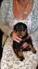 Rottweiler Puppy's For Sale Must See.