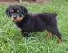 German Rottweiler puppies For Sale
