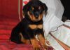 Quality AKc Registered Rottweiler *health Tested*