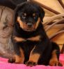 AKC registered Rottweiler puppies text us on (xxx)-xxx-xxxx