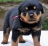 Potty Trained Rottweiler Puppies For Sale