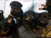 Full pedigree Rottweiler pups