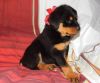 amazing rottweiler puppies/Health guarantee