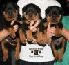 Two Adorable German Rottweiler for Adoption