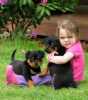 Energetic Rottweiler Puppies Available For Adoption