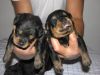 alert Rottweiler Pups for re-homing