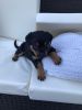 Beautiful Rottweiler Puppies For Sale!