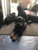 Quality Kc Reg Rottweiler Pups For Sale