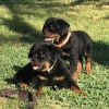 Affectionate German Rottweiler puppies. Text (xxx) xxx-xxx7