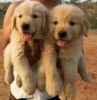 Great ROT WAILER Pups Avail for sale ~ KOLKATA DOG HOUSE