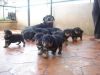 Lovely and cute Rottweiler puppies available.