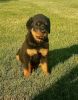 Awesome rottweiller puppies ready to go now