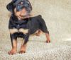 AKC quality Rottweiler Puppies For Sale!!! (xxx) xxx-xxx2