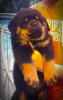 Pure German Rottweiler Puppies Male & Female