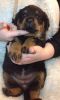 AKC Rottweiler Puppies For sale