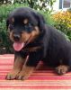 Handsome Rottweiler puppies for sale