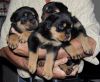 Stunning Rotweiller Puppies