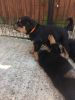 Quality Rottweilers
