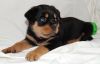 Beautiful Male Rottweiler For Sale