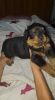 Rottweler Puppies Kc Papers & All Health Checks