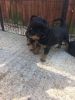 4 Year Old Female &3 Year Old Male Ped Rottweiler