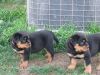 Magnificent Rottweiler for Adoption
