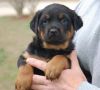 Rottweiler vaccinations
