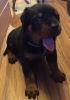 Lovely Rottweiler Puppies For Sale Now