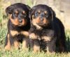 Male and female Pedigree Rottweiler puppies
