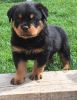 Champion Sired Rottweiler Pups Ready Now