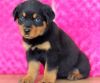 Top quality Rottweiler puppies for sale