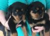Home raised Rottweiler puppies