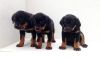 AKC Registered German Rottweiler Puppies