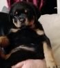 Rottweiler Pups Only 2girls Left Viewing Now