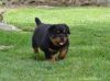 Nice and Healthy Rottweiler Puppies